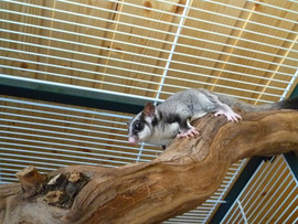 Сахарный поссум