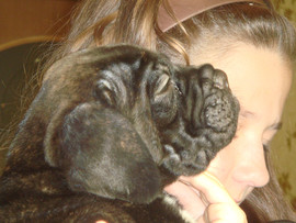 щенки кане корсо