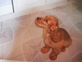 Щенок английского кокер спаниеля кобель