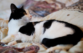 Зеленочкина, в нежные добрые руки