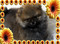 Продается щенок померанского миниатюрного шпица (кобель)