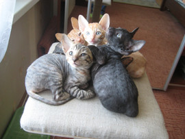 КОТЯТА КОРНИШ-РЕКС 2