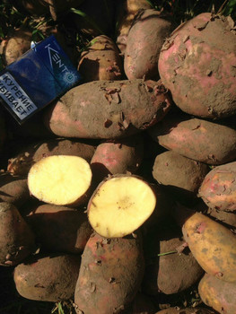 Картофель оптом со склада от производителя 3