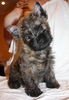 Керн терьер- очаровательный малыш