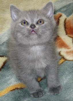 Шотландский котёнок(мальчик)