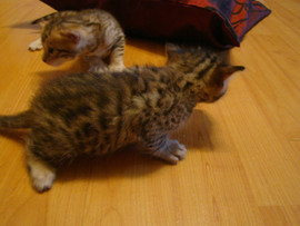 бенгальские котята 3