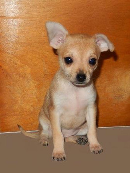 Щенок русского тоя - декоративной собачки компаньона