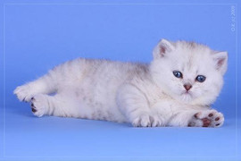 Британские котята окраса шиншилла