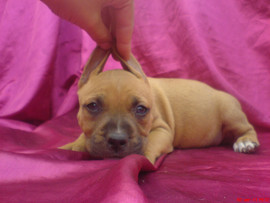 Американский Стаффордширский Терьер