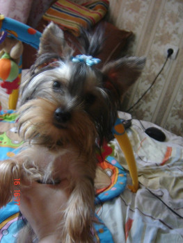 йоркширского терьреа мальчика мини