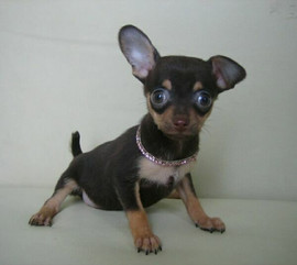 Продаютя две девочки русского гладко-шерстного той-терьера.