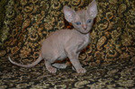 Элитные кучерявые котята Корниш рекс 3