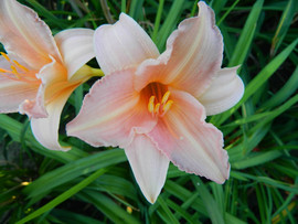 Лилейник Лолита