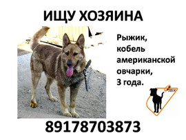 В добрые руки отдается кобель американской овчарки.