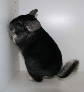 Шиншиллы разных окрасов