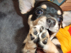 Девочка Чехуахуа 1.5 месяцев ищет хозяина