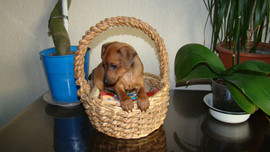 Щенок цвергпинчера-рыжая красавица