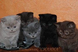 Британские котятки- милые ребятки. 2