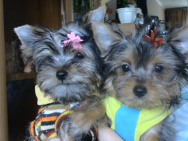 Йорики минюшки!!!