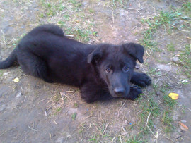 Продам щенка ВЕО