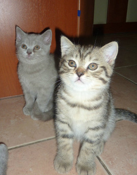 Котята Британские!!!!
