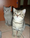 Котята Британские!!!!