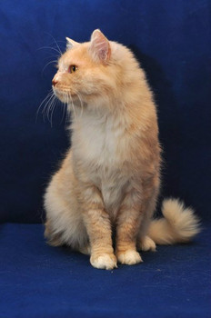 Персиковый красавец 2