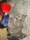 Кошечка скотиш страйт продается