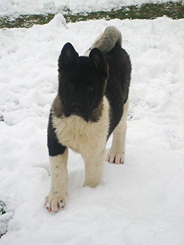 Щенки Американской Акиты и Акиты Ину