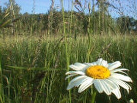 Продажа 1ГА земли в Тарусе.