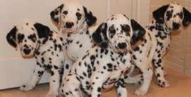 щенки Далматина