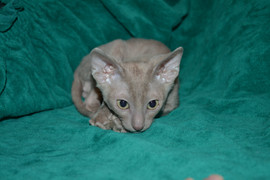 Изумительные котята корниш рекса 5