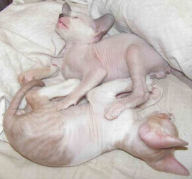 Корниш-рекс