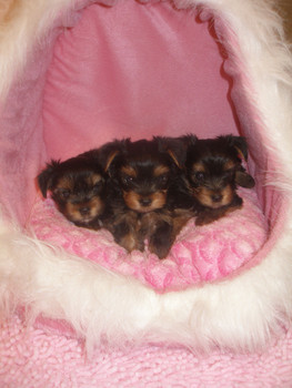 Продаются Щенки Йорка