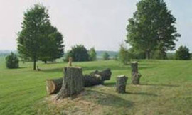 Спил деревьев, выкорчевка пней.