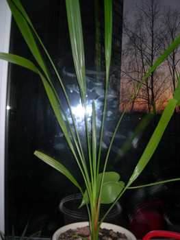 продаю комнатные цветы