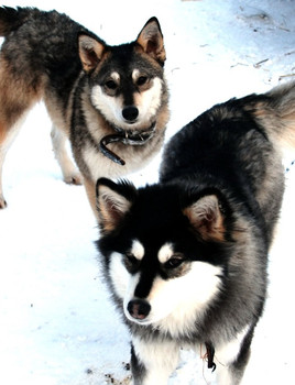 Отдадим малышей в добрые руки