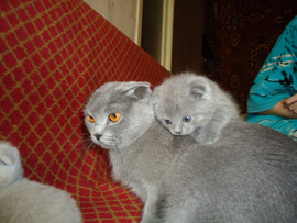 вислоухие котята 3