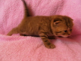 Шотландские котята 2