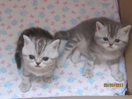 Шотландские страйт котята 5