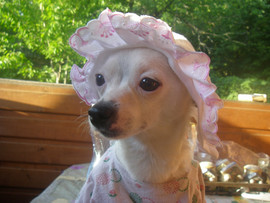 Продаются щенки Чихуахуа 3