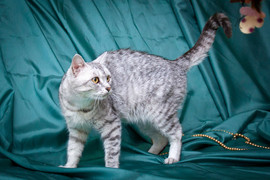 Кошечка Всикас