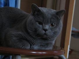 британский котёнок 3