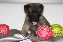 Очаровательная Чара, 1,5 мес., ищет уютный дом и заботливого хоз 8