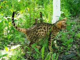 Котята бенгалов