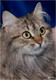 Красавица кошка Диана ищет дом
