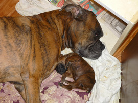 Щенки"БОКСЕРА"