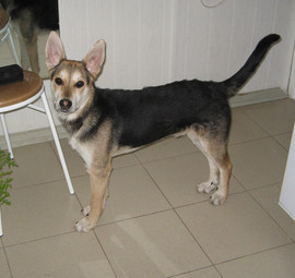 Собаку отдам даром