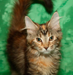 котята мейн кун из питомника от Чемпиона Мира