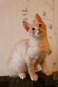 Котенок 3,6 мес 2